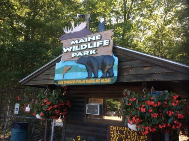 Maine Wildlife Park