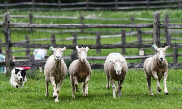Billings Farm & Museum