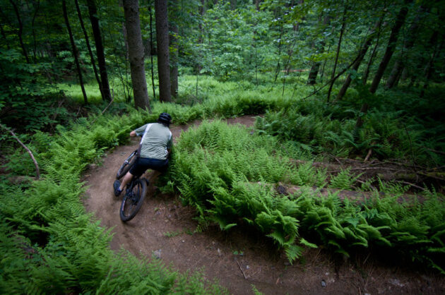 Cady Hill Forest