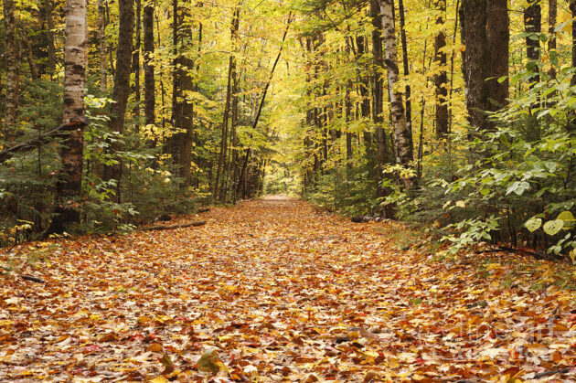 Lincoln Woods Trailhead