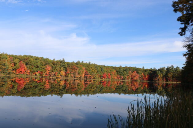 Livingston Park