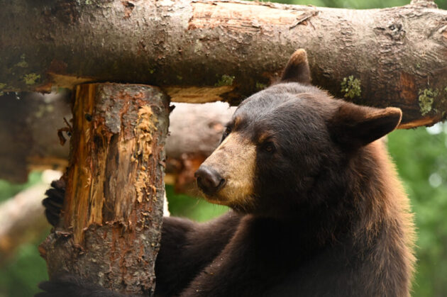 Maine Wildlife Park