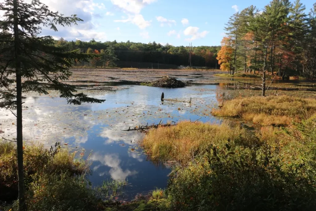 Page Pond Conservation Area