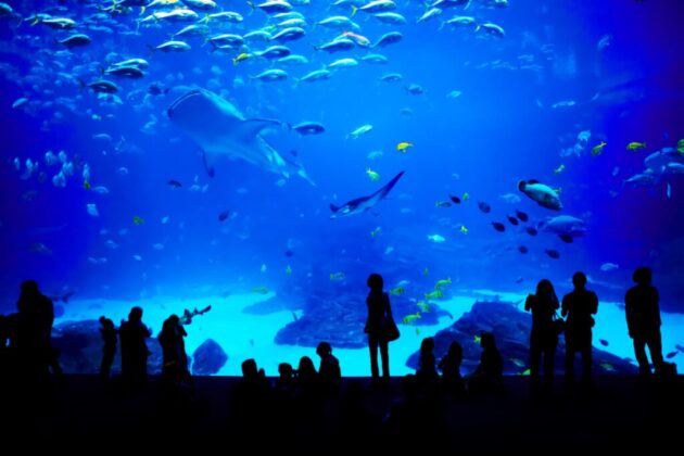 Adventure Aquarium