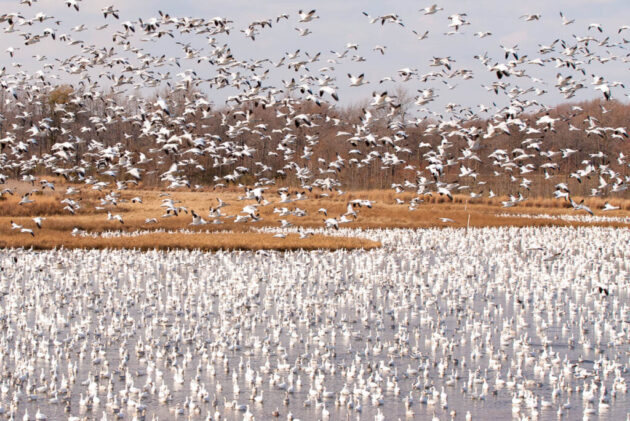 Bombay Hook National Wildlife Refuge