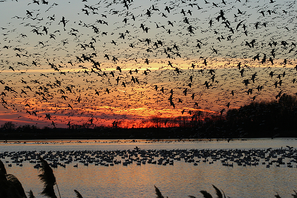 Bombay Hook National Wildlife Refuge