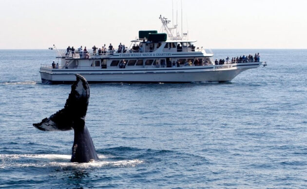 Boston Whale-watching Tour