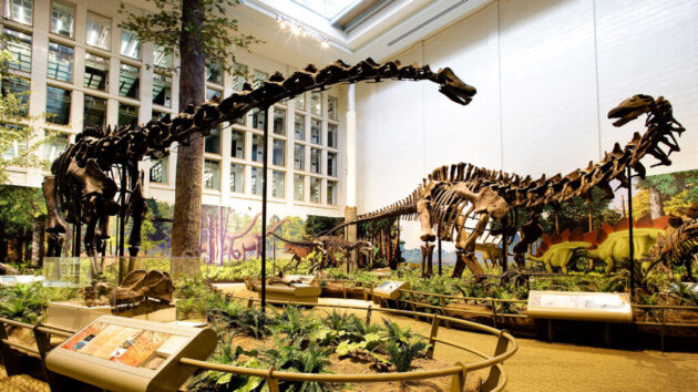 Carnegie Museum of Natural History