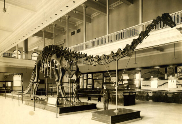 Carnegie Museum of Natural History
