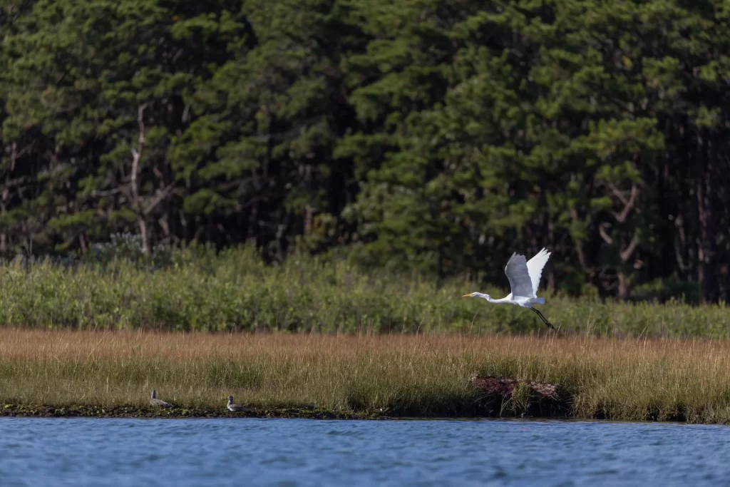 Felix Neck Wildlife Sanctuary