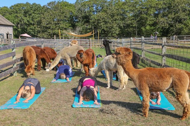 Island Alpaca Company