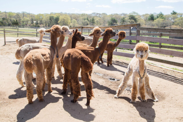 Island Alpaca Company
