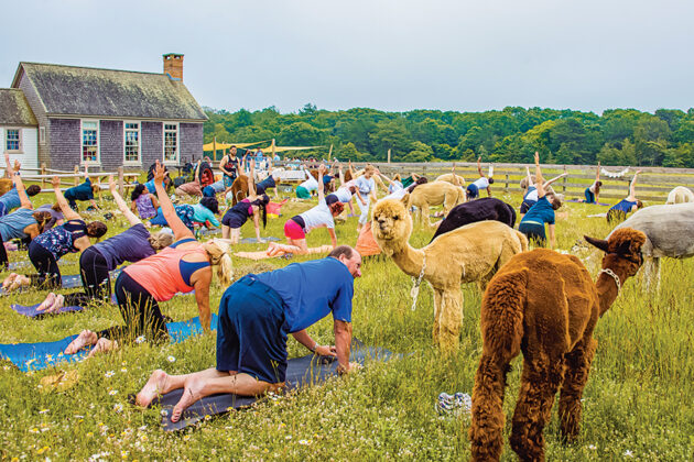 Island Alpaca Company