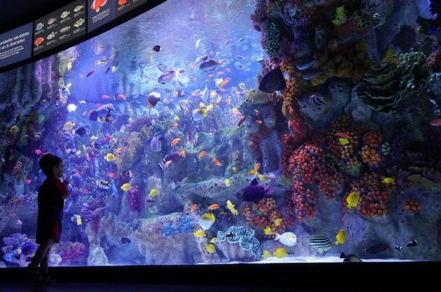 New England Aquarium
