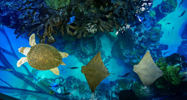 New England Aquarium