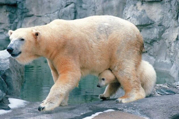 Roger Williams Park Zoo