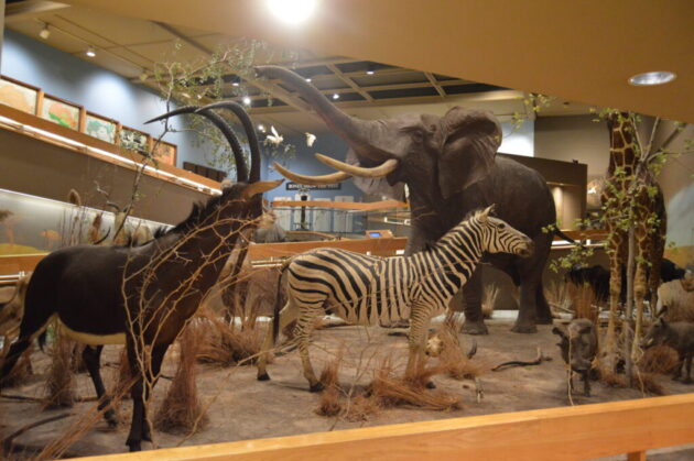 Springfield Museums