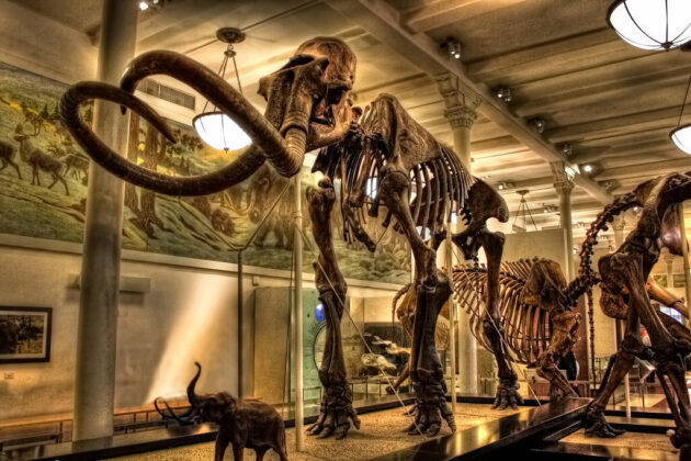American Museum of Natural History