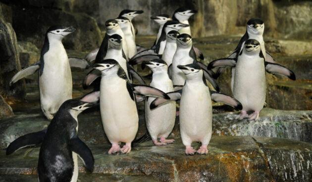 Central Park Zoo