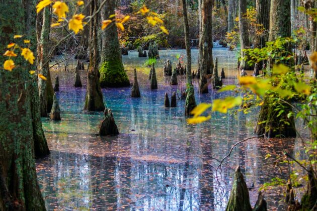 First Landing State Park