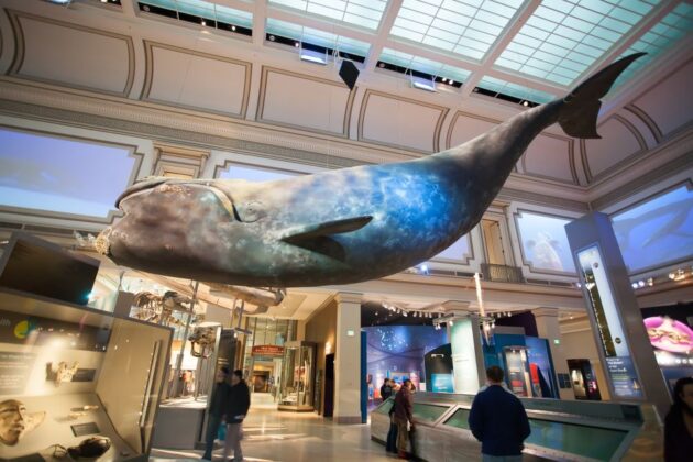 National Museum of Natural History