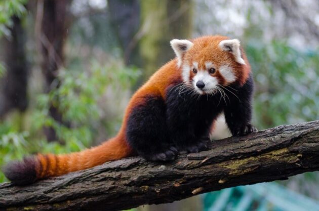 Smithsonian National Zoological Park