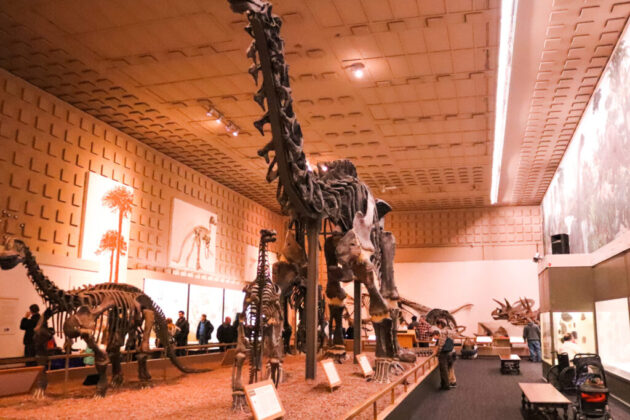 Yale Peabody Museum of Natural History