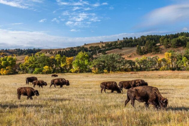 Custer State Park