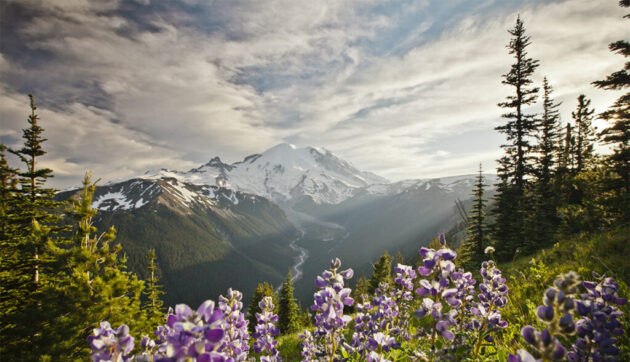 Mount Rainier National Park