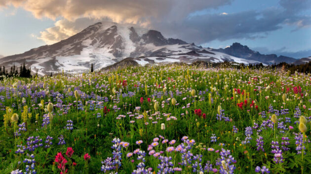 Mount Rainier National Park