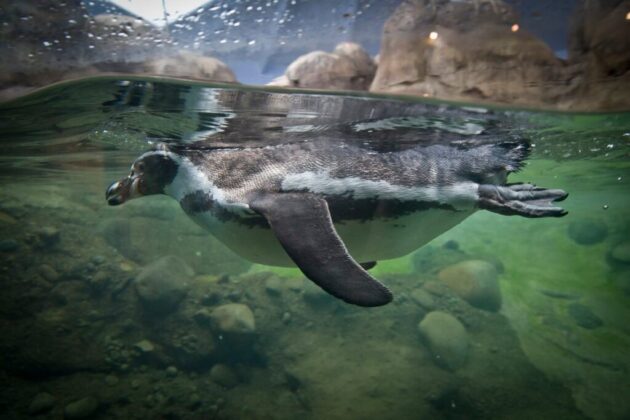 Oregon Zoo