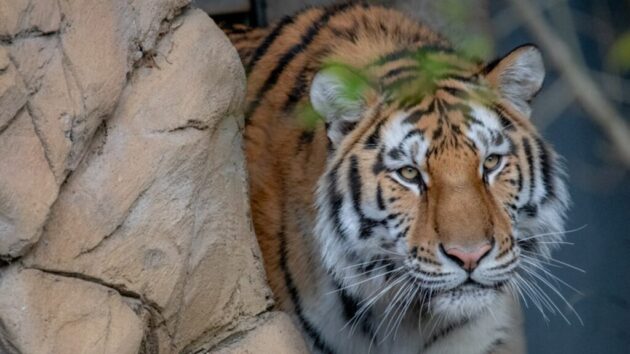 Oregon Zoo
