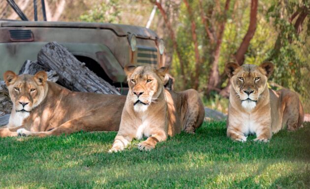 San Diego Zoo Safari Park
