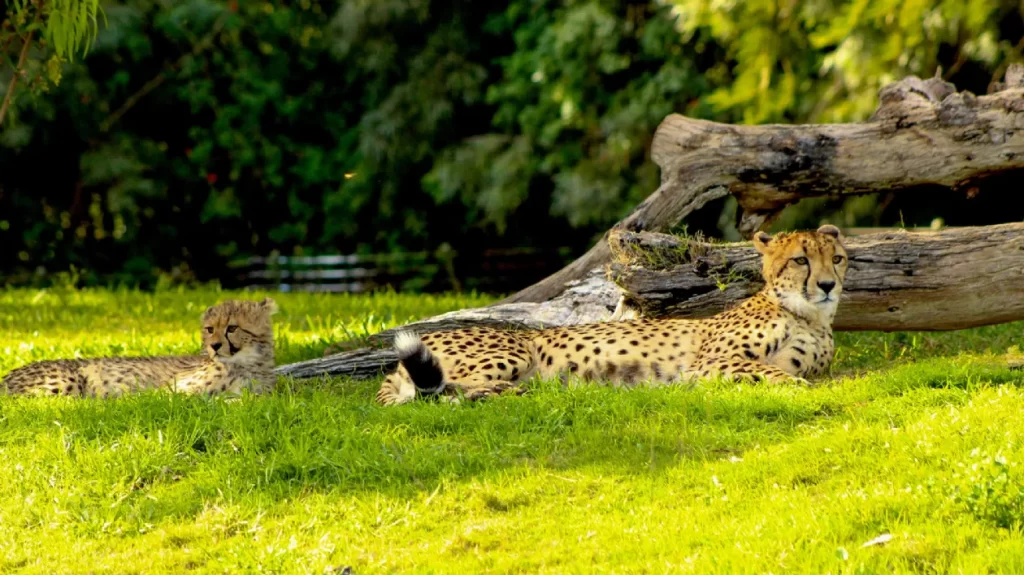 San Diego Zoo