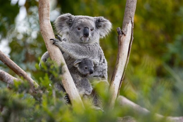 San Diego Zoo