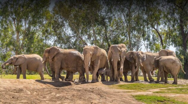San Diego Zoo Safari Park