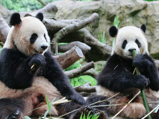 San Francisco Zoo