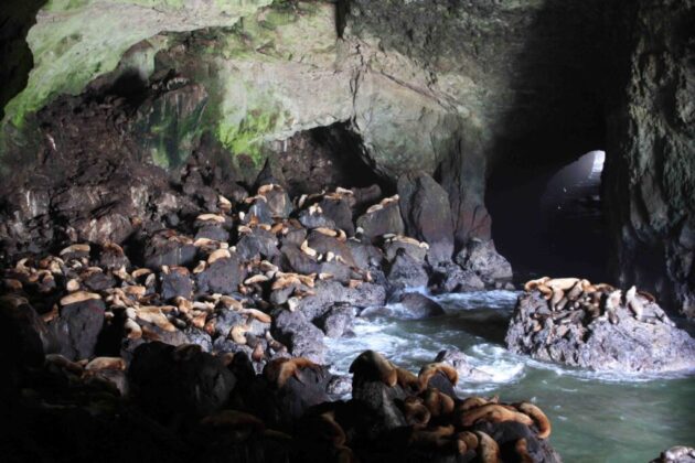 Sea Lion Caves