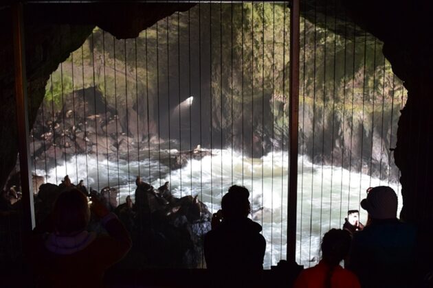 Sea Lion Caves