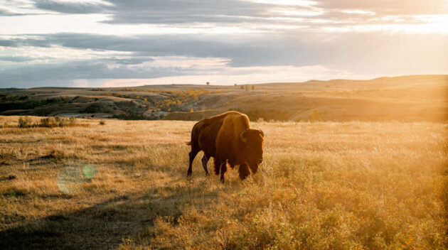 Theodore Roosevelt National Park
