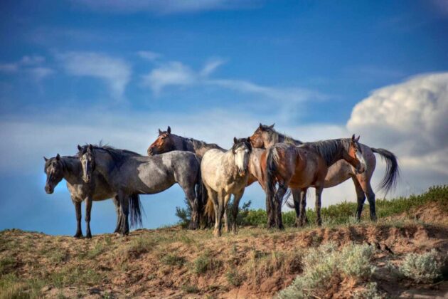 Theodore Roosevelt National Park