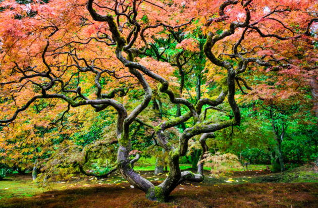 Washington Park Arboretum