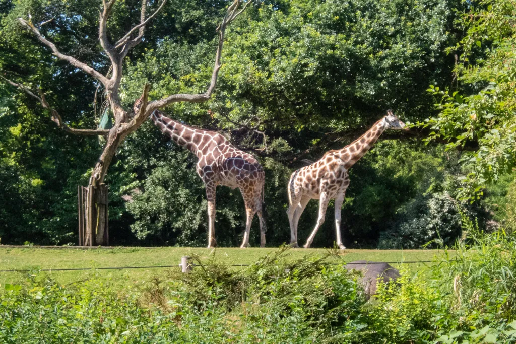 Woodland Park Zoo