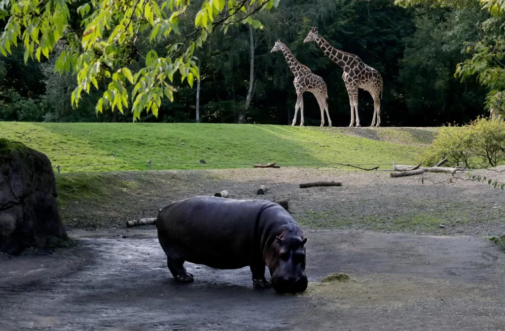 Woodland Park Zoo