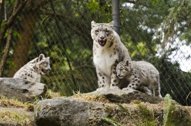 Woodland Park Zoo
