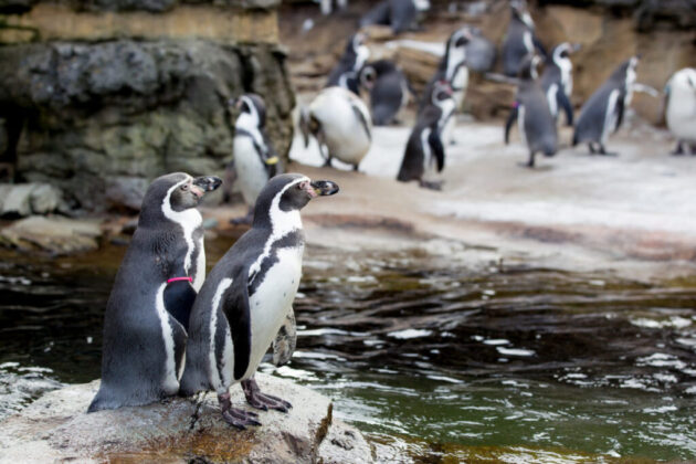 Woodland Park Zoo
