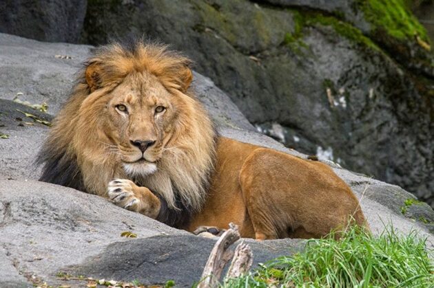 Woodland Park Zoo