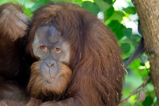 Woodland Park Zoo