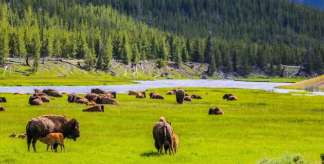 Yellowstone National Park