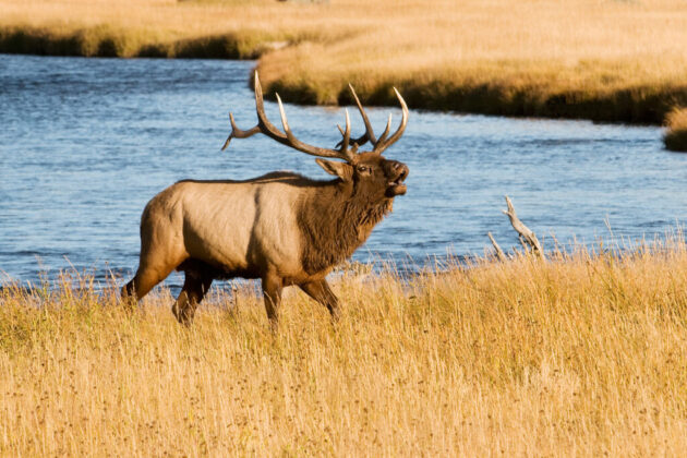 Yellowstone National Park